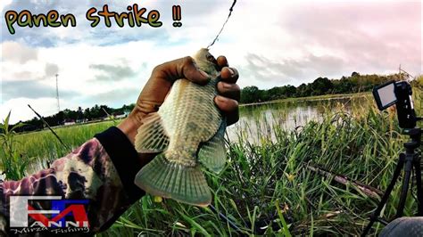 Joran Tegek Oregon Stone Test Mancing Nila Lenturan Nya Bikin Dek