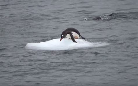 Неуклюжие пингвины на льдине стали любимцами соцсетей – видео - 05.03. ...