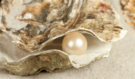 How Do Oysters Make Pearls Live Science