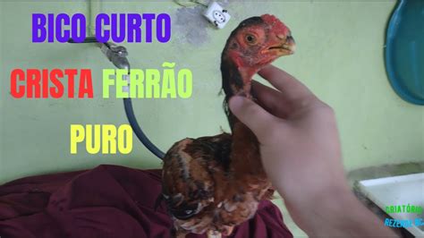 Frango Bico Curto Crista Ferr O Puro Melhoramento Da Gen Tica Youtube