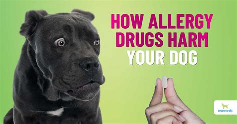 Why Dog Allergy Medications Aren’t Safe - Dogs Naturally