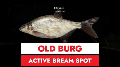 Russian Fishing Old Burg Active Bream Spot Youtube