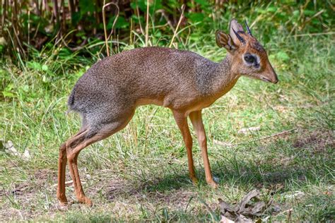 View an Interactive Map of The Maryland Zoo