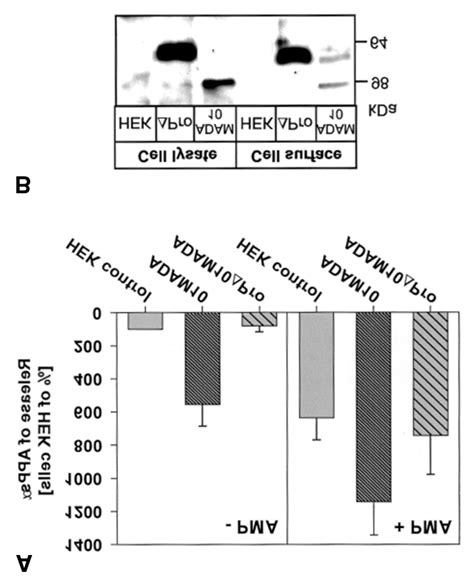 APPsα α α α release of human embryonic kidney HEK cells stably