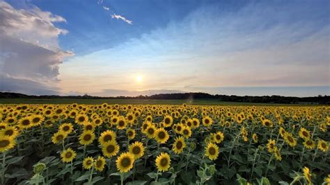 12 Sunflower Fields to Visit This Summer