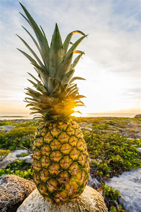 Home - Pineapple Supply | Pineapple shop on a mission to spread good