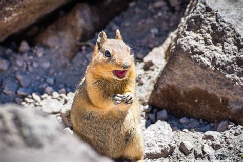 Close Up of Angry Chipmunk; Lassen Volcanic Park National Park ...