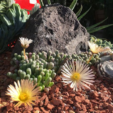 Merrihew's Sunset Gardens | Santa Monica CA