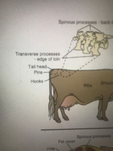 Part 2 Bovine Flashcards Quizlet