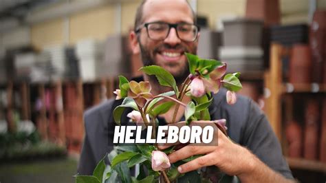 Helleboro Come Si Coltiva La Pianta Che Fiorisce In Inverno Rosa Di