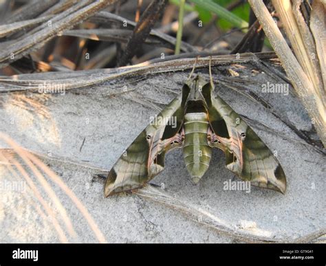 A Pandora Sphinx Moth Eumorpha Pandorus Rests On Sand At A Beach