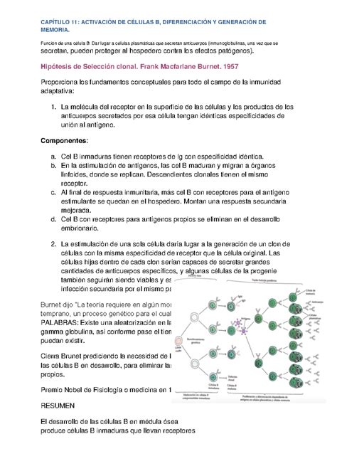 Capitulo 11 inmuno Resumen Kuby Immunology CAPÍTULO 11 ACTIVACIÓN