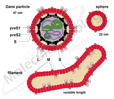 1 Morphology Genome Organization Universitätsklinikum Heidelberg