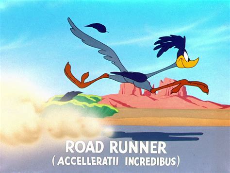 Road Runner Looney Tunes Characters Looney Tunes Cartoons Phoenix