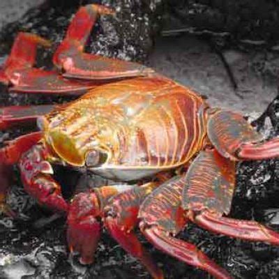 Floreana Island Community Adventures Ecuador