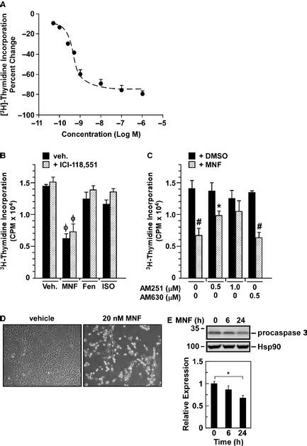 MNF Reduces Proliferation Of Rat C6 Glioma Cell Line A Cell