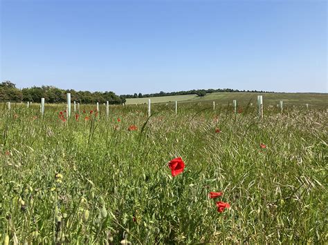 Poppies And A New Plantation John Sutton Geograph Britain And Ireland