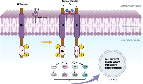 Frontiers Targeted Therapy Of Ret Fusion Positive Non Small Cell Lung