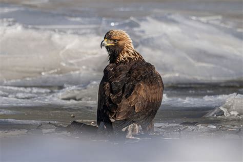 The East Has Its Own Golden Eagles And Advocates Say They Need Help Audubon