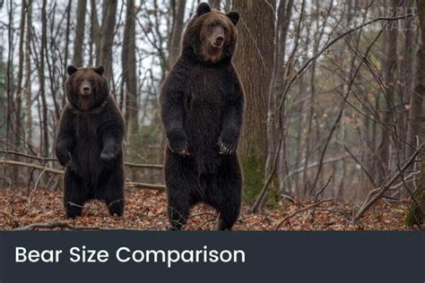 Bear Size Comparison: How Big Are Different Bear Species?