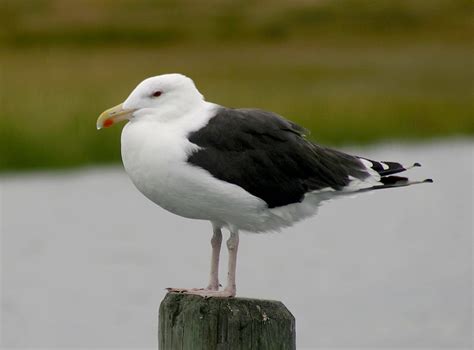 Bill Hubick Photography - Great Black-backed Gull (Larus marinus)