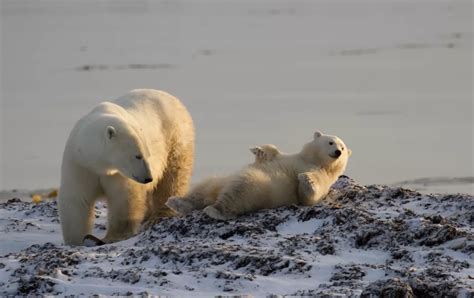 Polar Bear Migration Fly-In Safari Arctic Trip