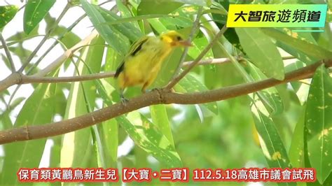 保育類黃鸝鳥新生兒【大寶・二寶】112518高雄市議會試飛 高雄 高雄旅遊 高雄真好玩 黃鸝 Youtube