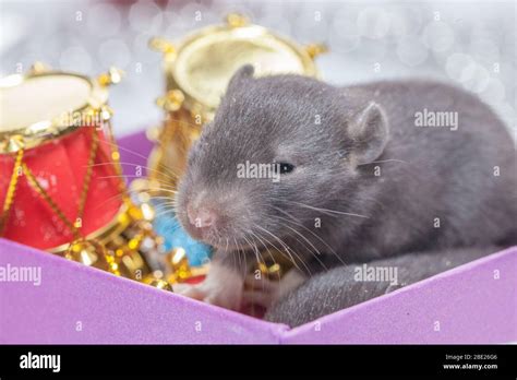 Rat baby is cute and plump. Gray fat man Stock Photo - Alamy