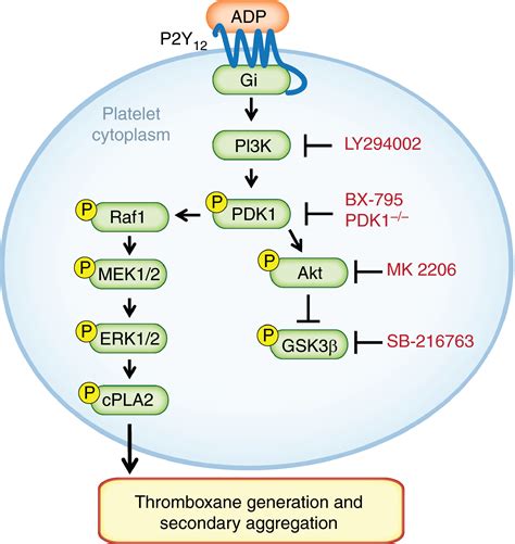 Pdk1 Governs Thromboxane Generation And Thrombosis In Platelets By Regulating Activation Of Raf1