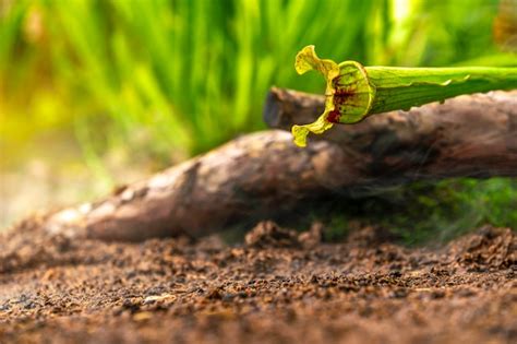 Plantas Carn Voras De N De Oro En La Niebla De La Ma Ana En La