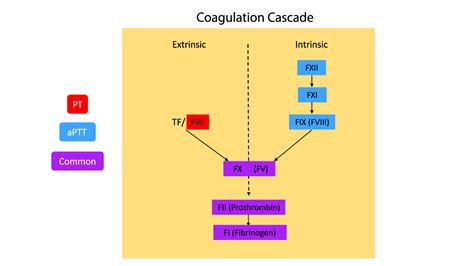 Prothrombin Time And Inr Principle Protocol And Interpretation