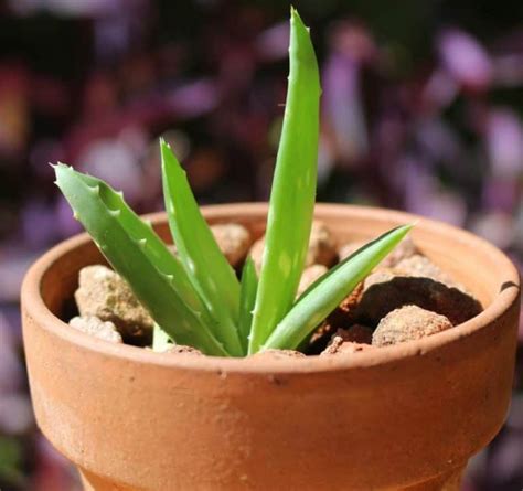 Choosing The Best Pots For Aloe Vera With Examples Gardener Report