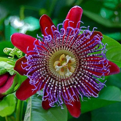 Giant Passion Fruit Flower Passiflora Quadrangularis Rare Plant