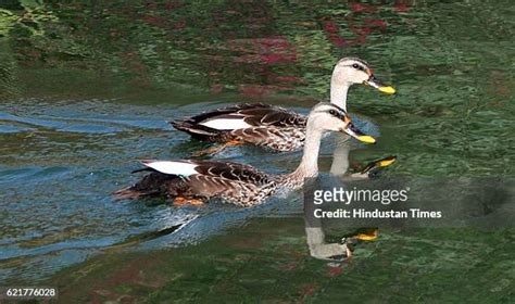 320 Siberian Migratory Birds Stock Photos High Res Pictures And