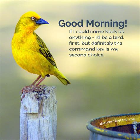 Collection Of Adorable Good Morning Birds Images For Your Partner