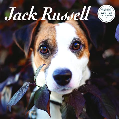 Jack Russell Terrier Calendario 2025 Comprar Orden fácilmente en