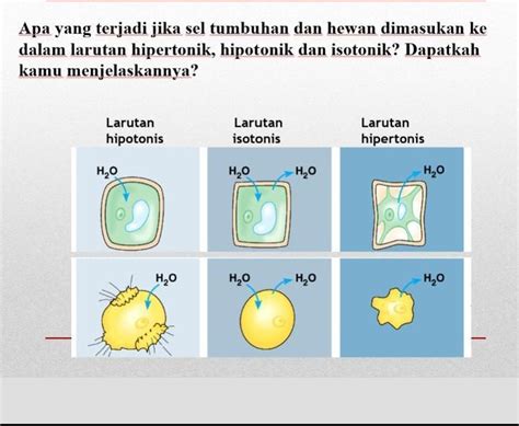 Jelaskan Pengertian Hipotonik Hipertonik Krenasi Hemolisis Riset