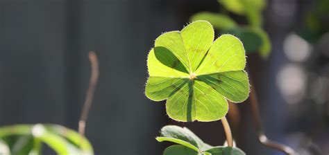 Symbolic Shamrock Meaning on Whats-Your-Sign.com