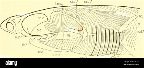 The Elasmobranch Fishes Csv Csv Fig 92 Lateral View Of The