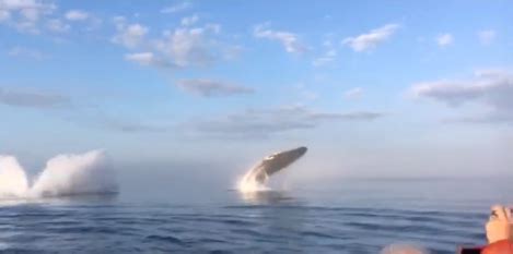 Video captures humpback whales performing rare triple breach off Nova ...