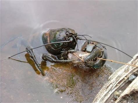 The Giant Tasmanian Crayfish | ALL PHOTOZ