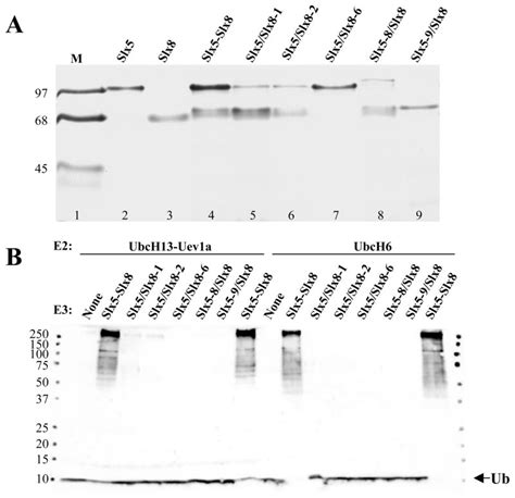 The Yeast Slx Slx Dna Integrity Complex Displays Ubiquitin Ligase