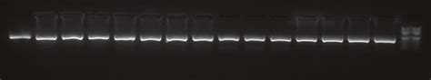 Extracted DNA samples tested on 1% agarose gel | Download Scientific ...