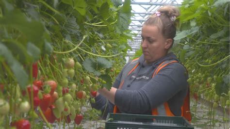 Wet And Cold May Leads To Fruit Crop Delay Bbc News