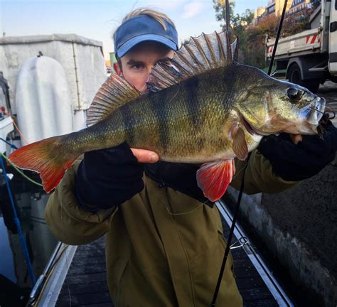 Pêcher La Perche Au Micro Jig Blog Leurre De La Pêche Conseils De