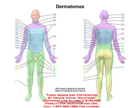 Dermatomes