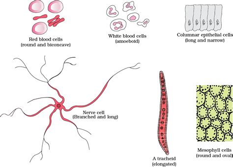 08 Cell The Unit Of Life Biology