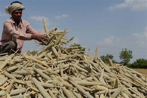 श्रीअन्न Millets उत्पादक किसानों के लिए खास योजना