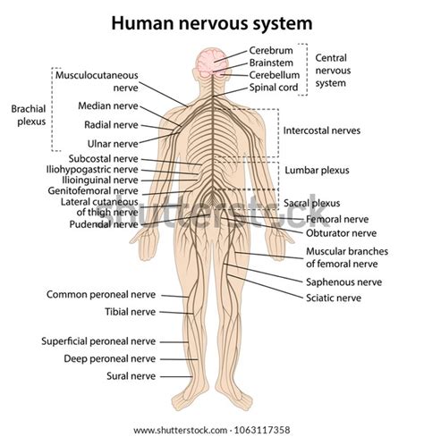 Human Nervous System Main Parts Labeled Stock Vector (Royalty Free ...