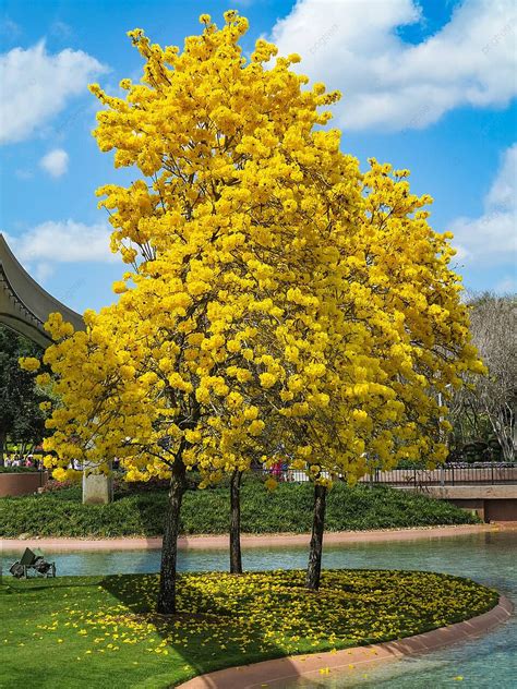 Tabebuia Pngtree